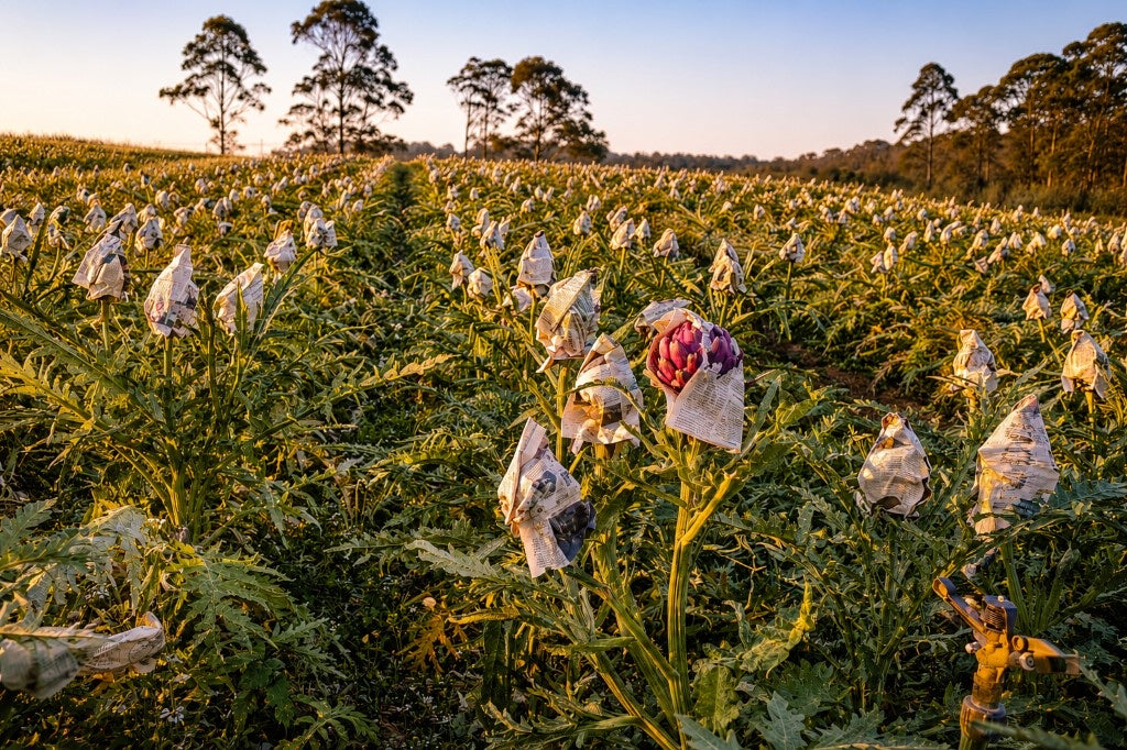 Campo de alcachofras ao entardecer em Piedade, SP — Safra Saibai